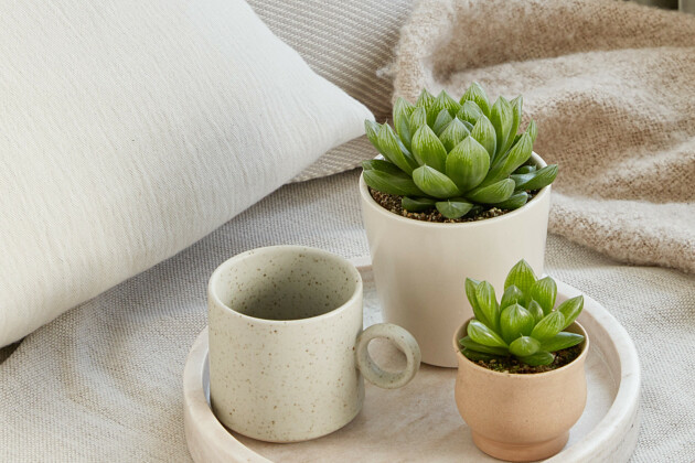 Queen&reg; Genetics - Queen&reg; Succulents