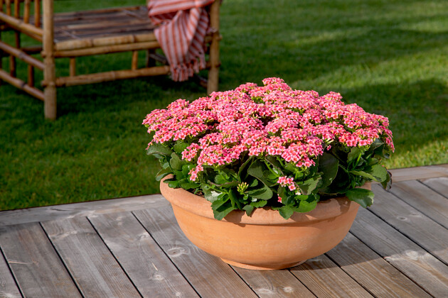 Queen&reg; Genetics -  Queen&reg; Kalanchoe Outdoor