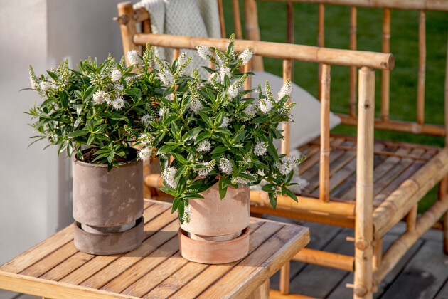 Queen&reg; Genetics - Queen&reg; Kiwi Hebe&trade;