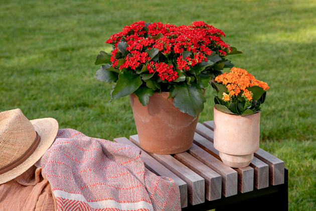 Queen&reg; Genetics -  Queen&reg; Kalanchoe Outdoor