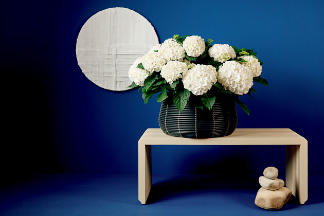 Hoko Breeding - Hoko Wudu