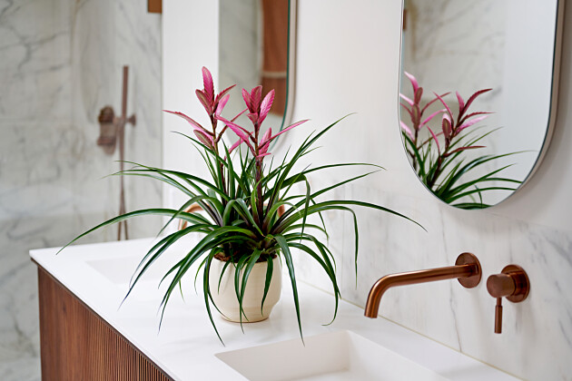 Anthura - Tillandsia Camina