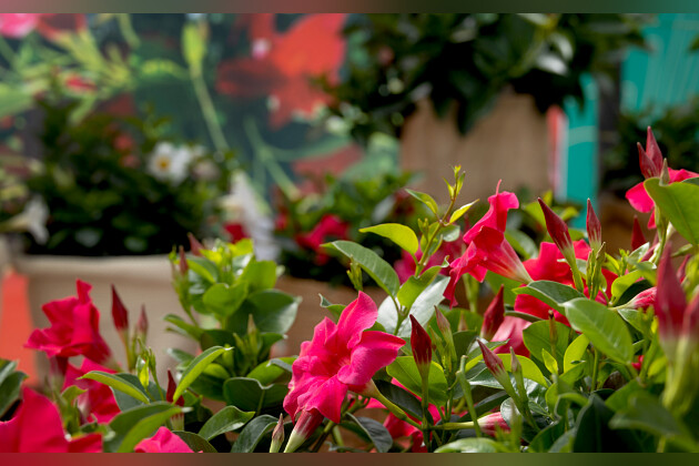 Syngenta Flowers - Mandevilla Rio&reg;