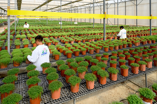 Hishtil - Hishtil's mother stock