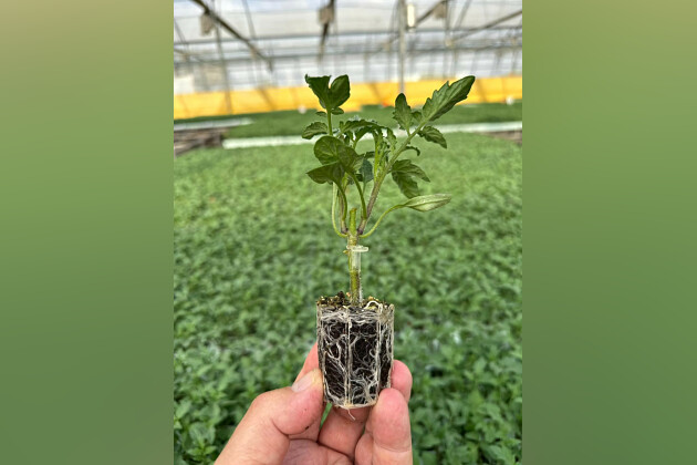 Hishtil - Young plant