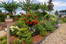 Voltz Horticulture - Jardin Pépinière : Summer Trials® 2024