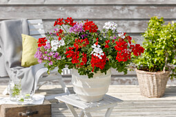 P. v.d Haak Handelskwekerij BV - Viletta Varieties