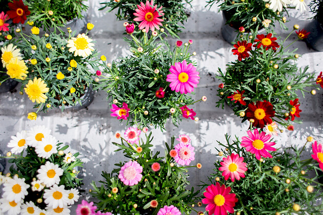 Hendriks Young Plants - Simba Argryranthemum