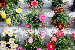 Hendriks Young Plants - Simba Argryranthemum