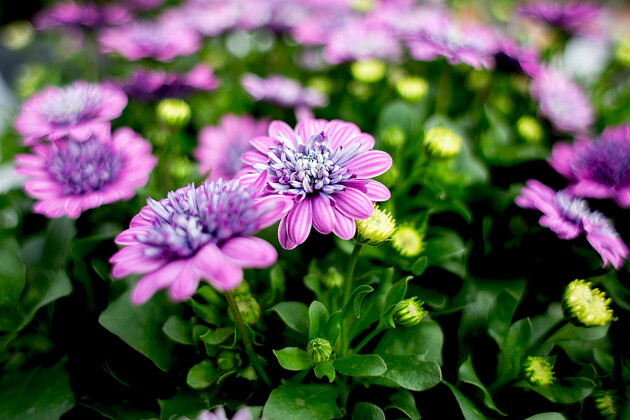 Hendriks Young Plants - Senorita Double Lovely Pink