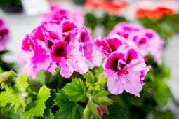 Hendriks Young Plants - Pelargonium Grandiflorum