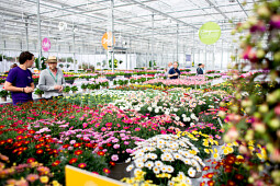 Hendriks Young Plants - Hendriks Young Plants