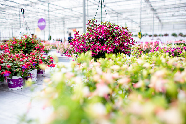 Hendriks Young Plants - Bella Fuchsia