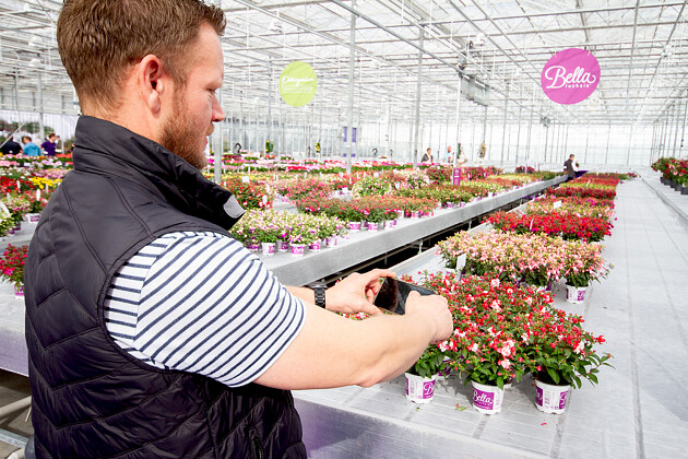 Hendriks Young Plants - Bella Fuchsia