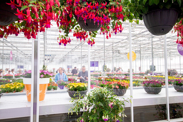 Hendriks Young Plants - Fuchsia hanging baskets