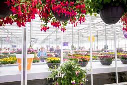 Hendriks Young Plants - Fuchsia hanging baskets