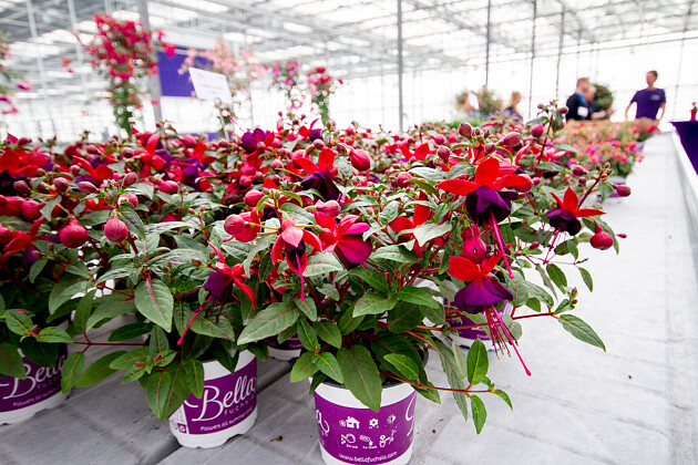 Hendriks Young Plants - Bella Fuchsia Soila