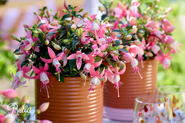 Hendriks Young Plants - Bella Fuchsia Lisa