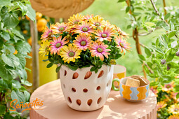 Hendriks Young Plants - Senorita Bonita