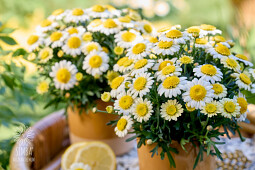 Hendriks Young Plants - Simba Semi Double Lemon