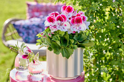 Hendriks Young Plants - Elegance Bravo