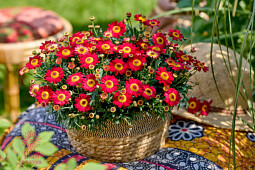 Hendriks Young Plants - Simba Argyranthemum