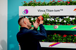 PanAmerican Seed - Vinca