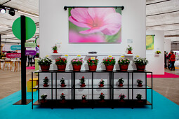 PanAmerican Seed - Gallery