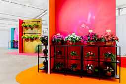 PanAmerican Seed - Gallery