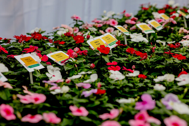 PanAmerican Seed - Vinca