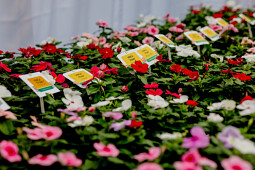 PanAmerican Seed - Vinca