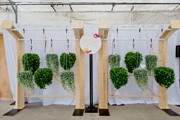 PanAmerican Seed - Dichondra