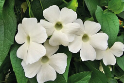 Volmary GmbH - Thunbergia 'Sunny Susy&reg; White Wedding'