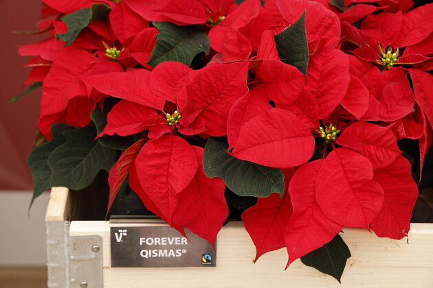 Volmary GmbH - EUP Forever 'Qismas&reg;'