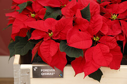 Volmary GmbH - EUP Forever Qismas&reg;