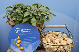 Volmary GmbH - Pi-resistant potatoes Solanum 'Adessa&reg; Protect'