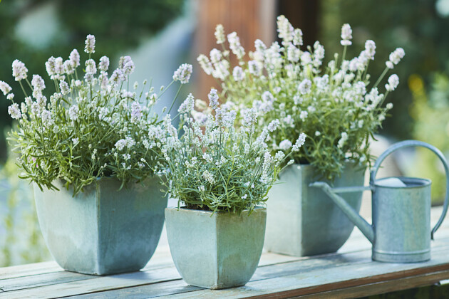 Volmary GmbH - Lavandula 'Vienco&reg; Early White'