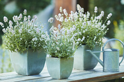 Volmary GmbH - Lavandula 'Vienco&reg; Early White'