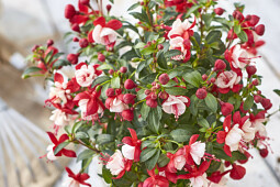 Volmary GmbH - Fuchsia 'Fuchsita&reg; Red-White'