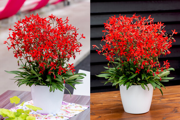 Vitroflora - Silene virginiaca Burning Heart