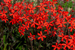 Vitroflora - Silene virginiaca Burning Heart