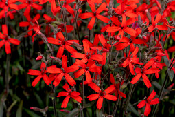 Vitroflora - Silene virginiaca Burning Heart