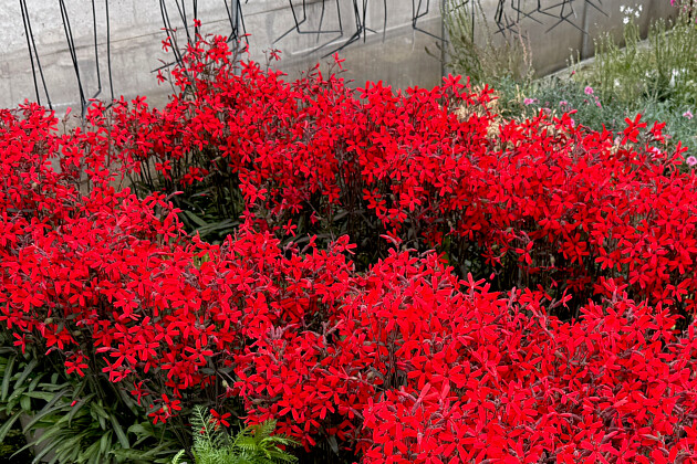 Vitroflora - Silene virginiaca Burning Heart