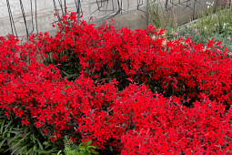 Vitroflora - Silene virginiaca Burning Heart