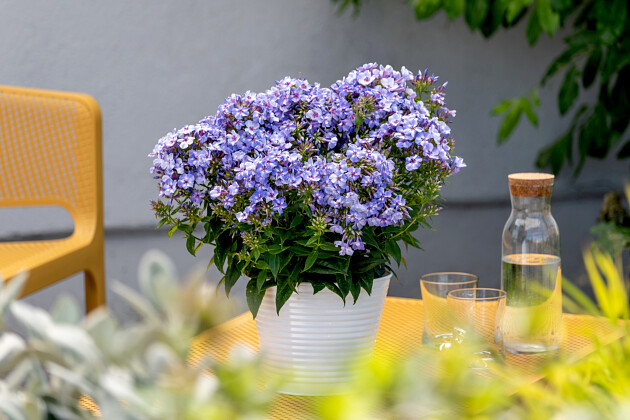 Vitroflora - Phlox paniculata Blue Dolphin