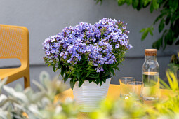 Vitroflora - Phlox paniculata Blue Dolphin