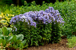 Vitroflora - Phlox paniculata Blue Dolphin