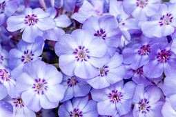 Vitroflora - Phlox paniculata Blue Dolphin