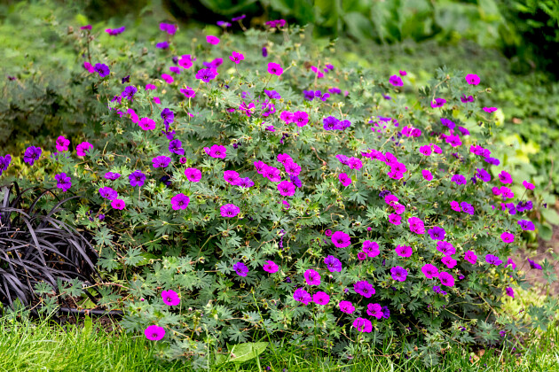 Vitroflora - Geranium hybrida Shades of Purple