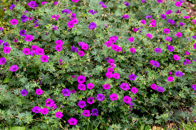 Vitroflora - Geranium hybrida Shades of Purple